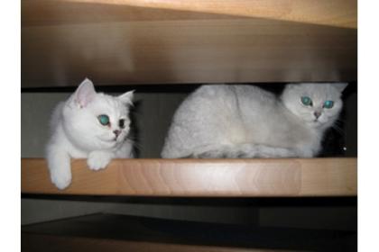 2 wundervolle BKH Mädchen in silver-shaded reinrassig