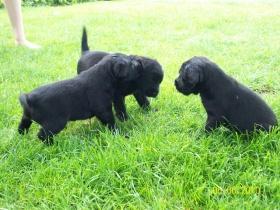 Labrador Retriever Mischlingswelpen, schwarz bzw. weiss mit schwarzen Flecken