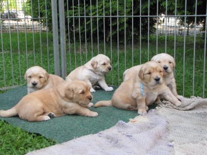 Golden Retriever Jungs