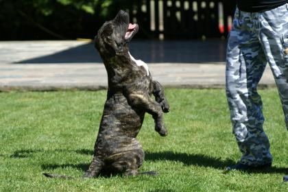 Dogo Canario Welpen der S-Klasse