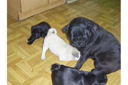 Mops Welpen in den Farben beige und schwarz