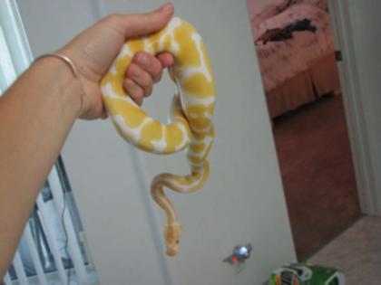 Königspython Regius Albino 