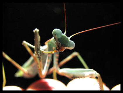 Mantis - Sphodromantis viridis 