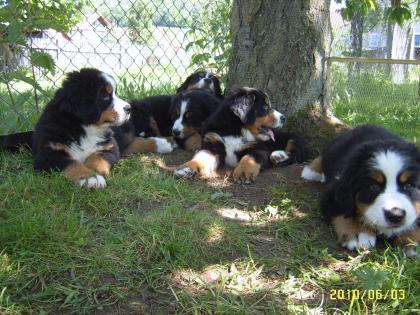 Berner Sennenhundwelpen