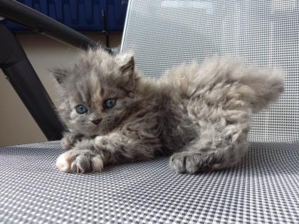 Langhaar Selkirk Rex Kitten zu verkaufen