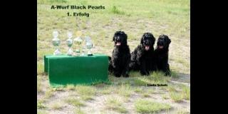 Schwarze Terrier Welpen