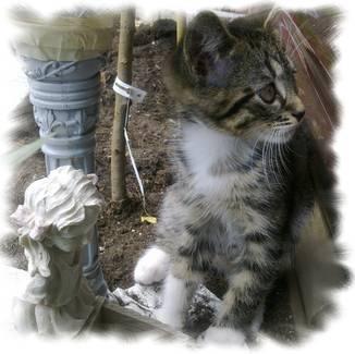 Maine-Coon-Mix-Baby gesucht???