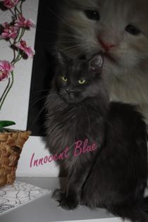 Blaues Maine Coon Mädchen