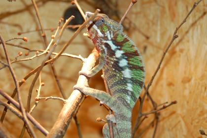 Furcifer pardalis 2.3  ( Diego suarez )