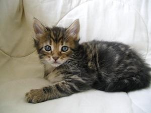 Typvolles Maine Coon m. P.
