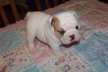 Wunderschöne English Bulldog Welpen 