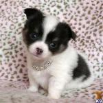 ChihuahChihuahua Welpen, lua Welpen, l