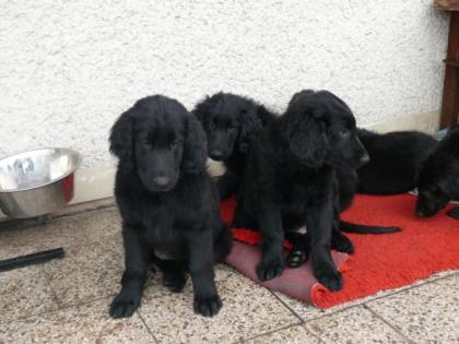 Flat Coated Retriever