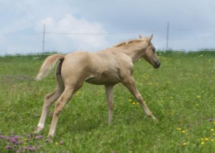 QUARTER HORSE PALOMINO STUTFOHLEN