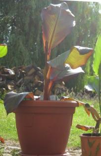 Ensete Maurelli abzugeben
