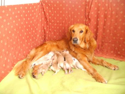 8 Golden Retriever Welpen 