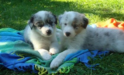 Süsse Australian Shepherd Welpen