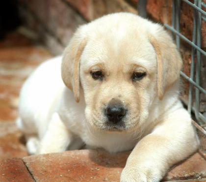 Fünf verschmuste Labrador-Blondschöpfe 