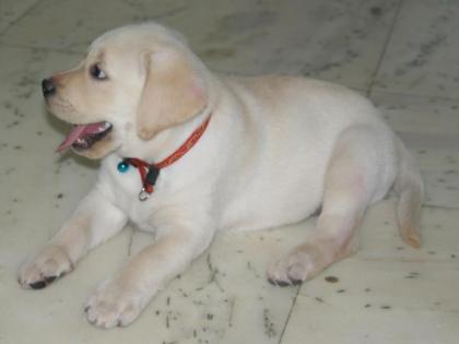 Labrador Retriever Welpen