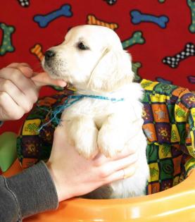 +++ Super süße Labrador Welpen +++