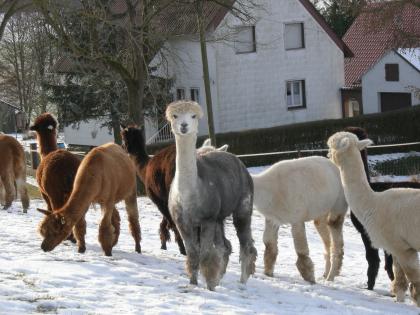 Tragende Alpakastuten sowie Junghengste zu verkaufen