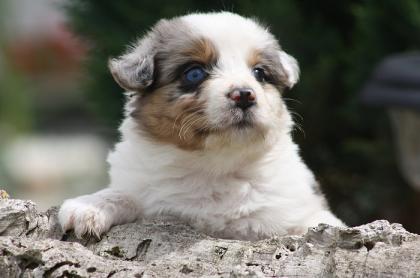 Bezaubernde Australian Shepherd Welpen mP.