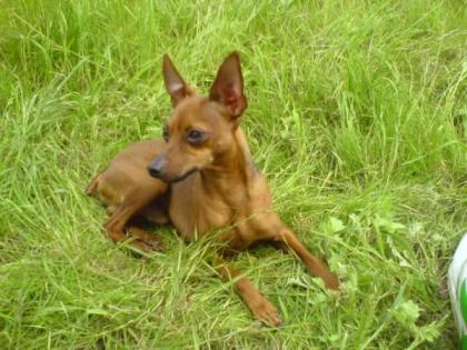 Rehpinscher - Hündin gesucht !