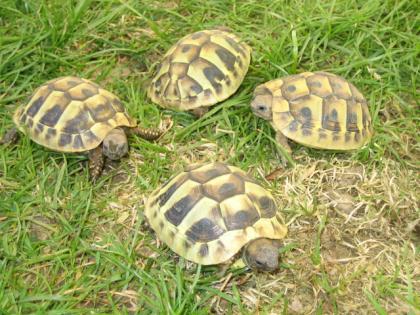 Griechische Landschildkröten (Testudo hermanni) Jungtiere abzugeben. Lieferung d