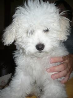 Ich suche ein gutes Zuhause für einen Bichon Havanese Rüden aus Ungarn!