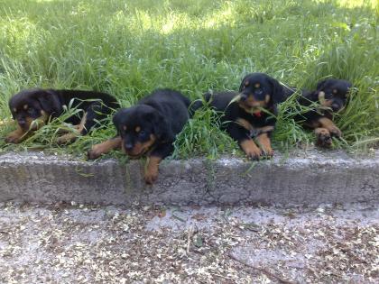 Rottweiler Welpen