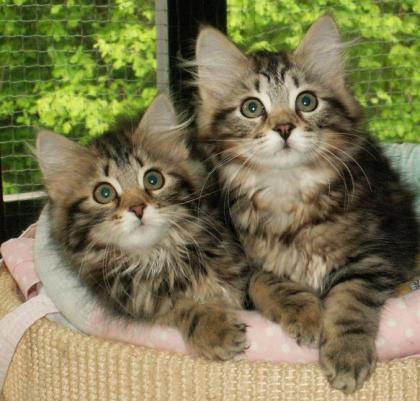 Sibrische Katzenbabys im Abgabealter