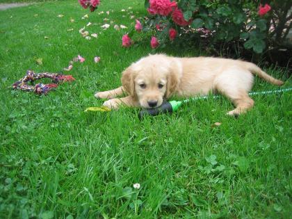 Golden Retriever Welpen