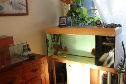 Verkaufe Aquarium 300l 120x50x50 mit Unterschrank .