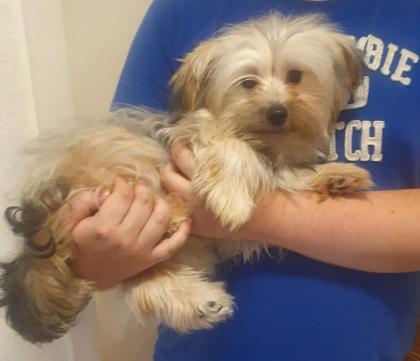 Verkauf von Yorkshire Terrier (Bolonka)