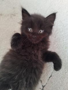 Sibirische Katze Waldkatze Katzen Babys