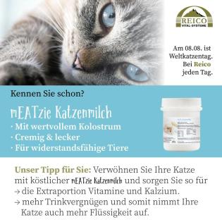 Kostenlose Futterberatung für Katzen