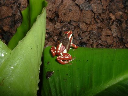 Jungtiere von Epipedobates Tricolor abzugeben