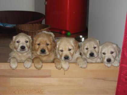 Golden Retriever Welpen mit Papieren Wurfankündigung