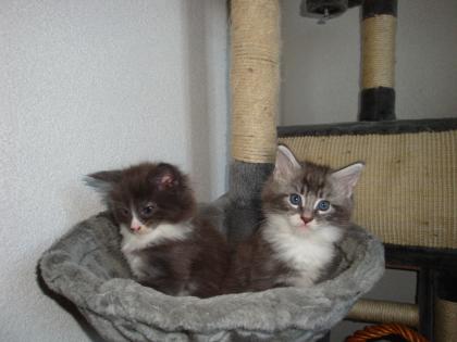 Reinrassige Main Coon babys