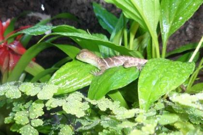 Wasseragamen Babys  NZ Schlupf 27.04.10 physignatus cocincinus