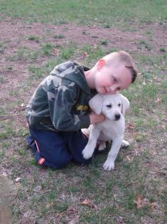 Labrador Retriever