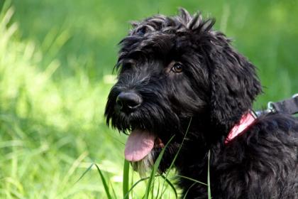 Schwarze Terrier Welpen suchen liebevolles Zuhause