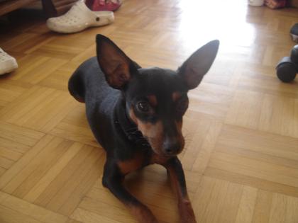 Zwergpinscher zum Decken bereit