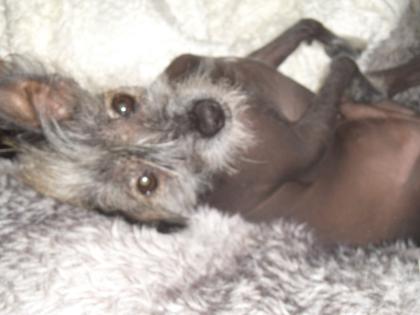 Chinesischer Schopfenhund(Chinese Crested Dog) sucht Weibchen!