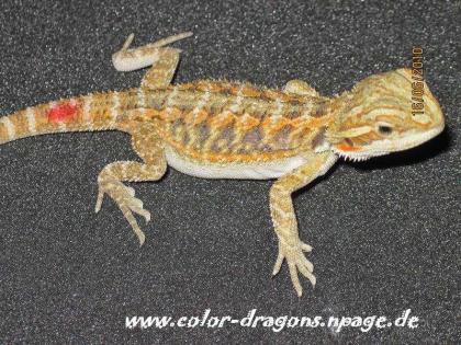 Multicolor Super Orange Red Leatherback Nz