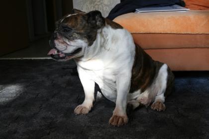 Englische Bulldogge