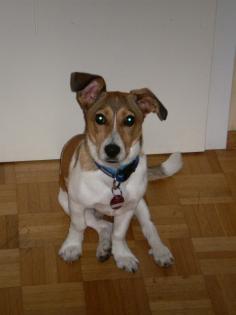 Jack-Russel-Mischling 7 Monate alt abzugeben