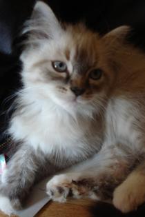 Perser/Neva Masquarade/Maine Coon Katerchen