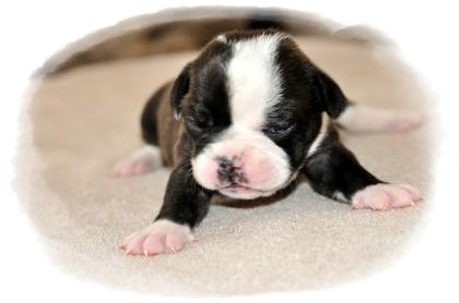 Olde English Bulldog - Top Verpaarung, Typvoll & Traumhaft