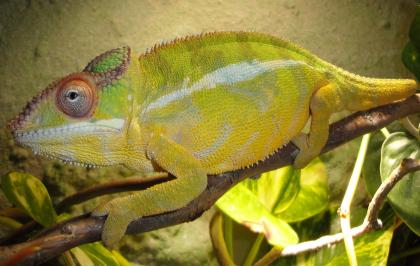 Furcifer Pardalis (Nosy Mitsio)